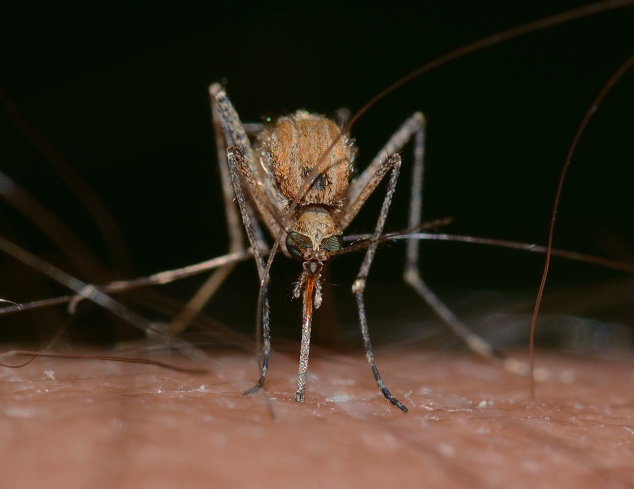 Jak zapobiegać ukąszeniom komarów dzięki tym 3 prostym krokom